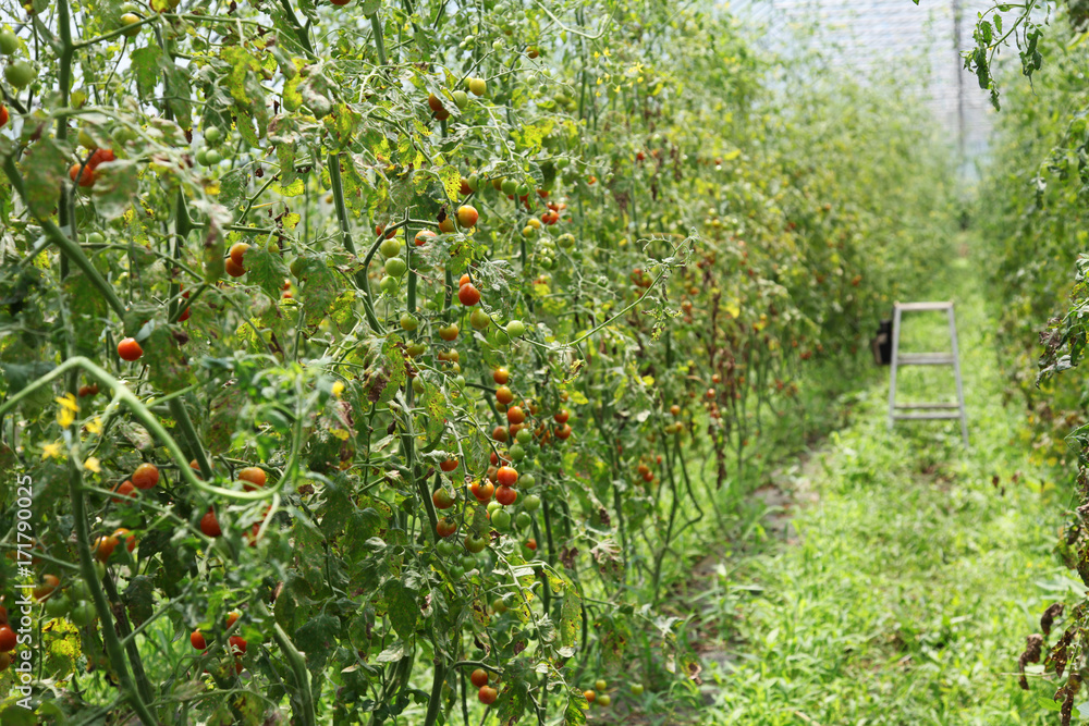 ビニールハウスで栽培するトマト
