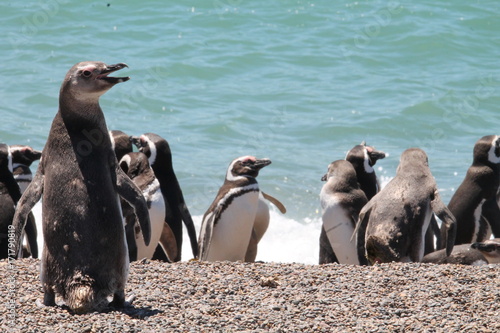 Pinguins de Magalhães