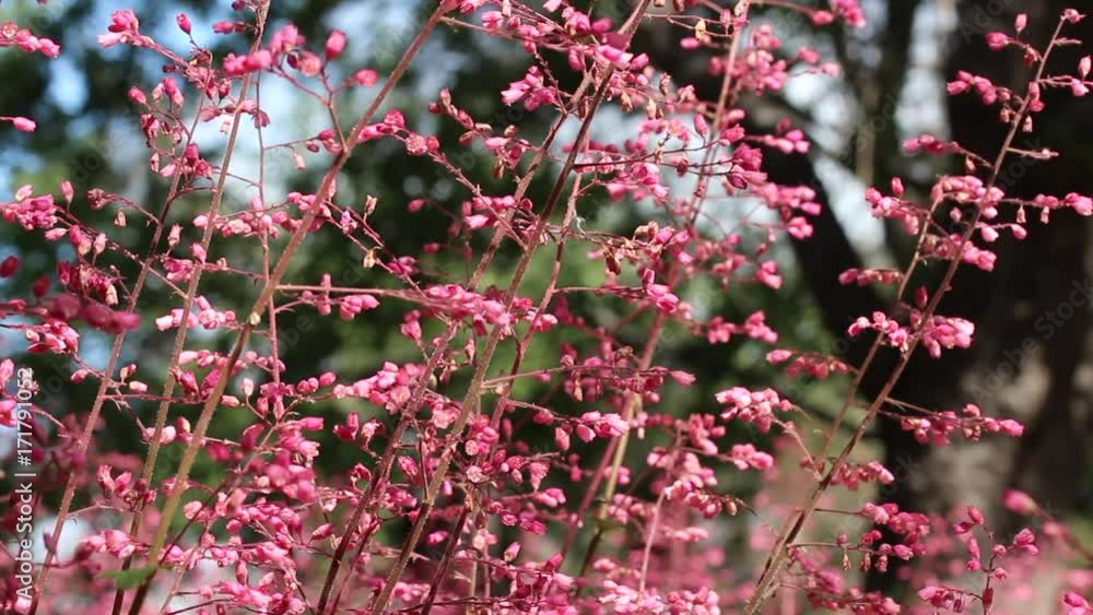 California Heuchera Pink Coral Bell Flowers Closeup