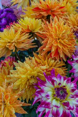 Fototapeta Naklejka Na Ścianę i Meble -  chic bouquets of multi-colored dahlias for sale.
