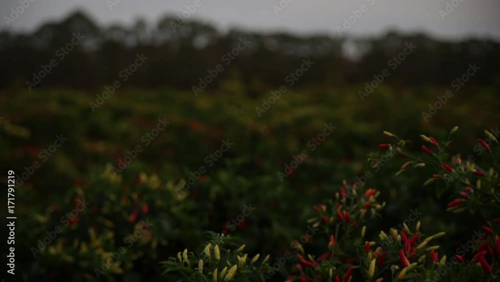 Slider shot of a field of yellow and red tabasco peppers in Louisiana on a warm summer day after sunset at dusk. Slider shot of a field of yellow and red tabasco peppers in Louisiana on a warm summer day after sunset at dusk.