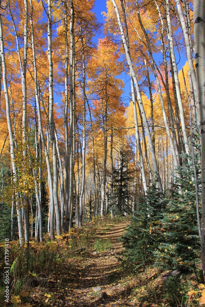 Obraz premium Fall Colors Aspen, Colorado