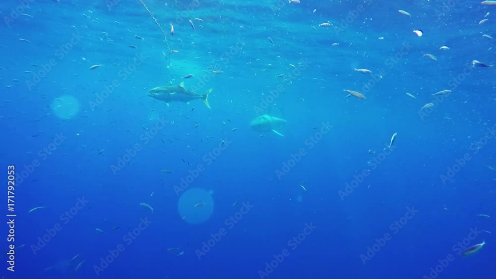 Large great white shark swims in sea, POV Large great white shark swims in sea, POV