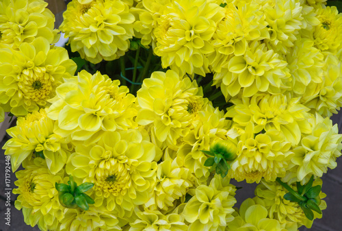 Fototapeta Naklejka Na Ścianę i Meble -  beautiful yellow bouquets of dahlias grown in the summer garden.