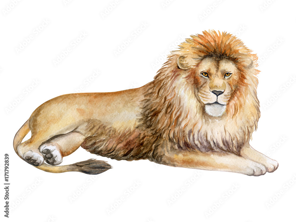Obraz premium Lion isolated on white background. Watercolor. Illustration. Template