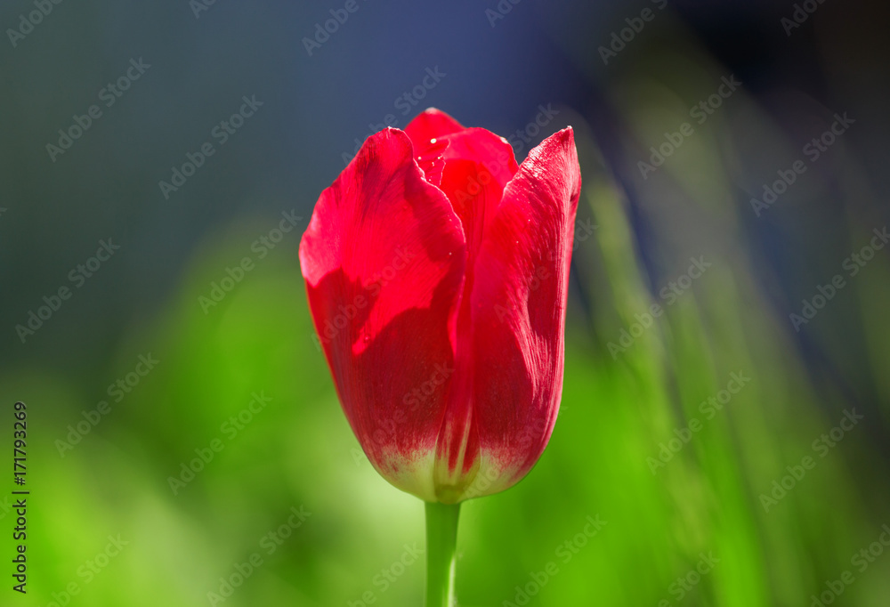 Obraz premium Fresh red tulip