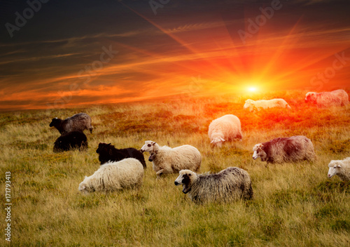 sheeps in mountains and sunset