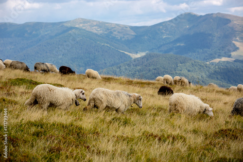 sheeps on mountain meadow
