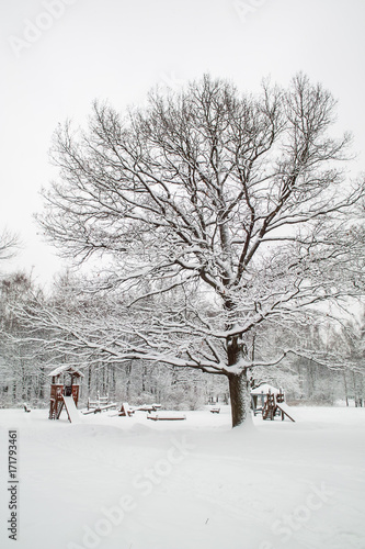 Snowy trees © Alexey Pelikh