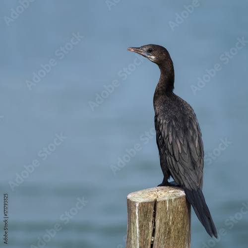 Little cormorant or Javanese cormorant or Microcarbo niger, beautiful bird standing on  stump with water background, Thailand. © Narupon