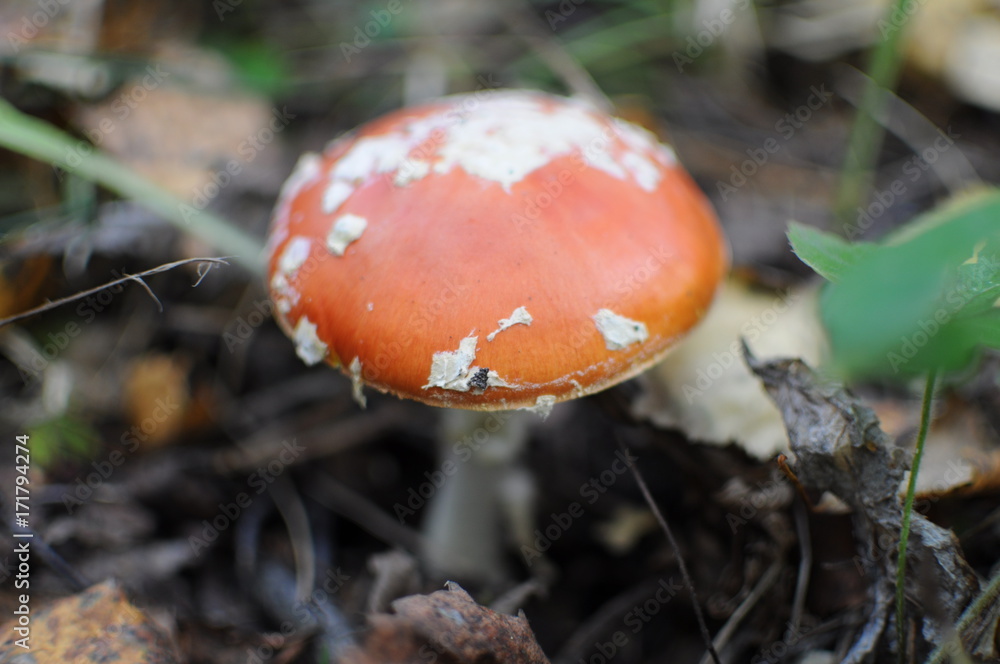 Red Amanita, Poisonous Organism, close up shot Red Amanita, Poisonous Organism, close up shot
