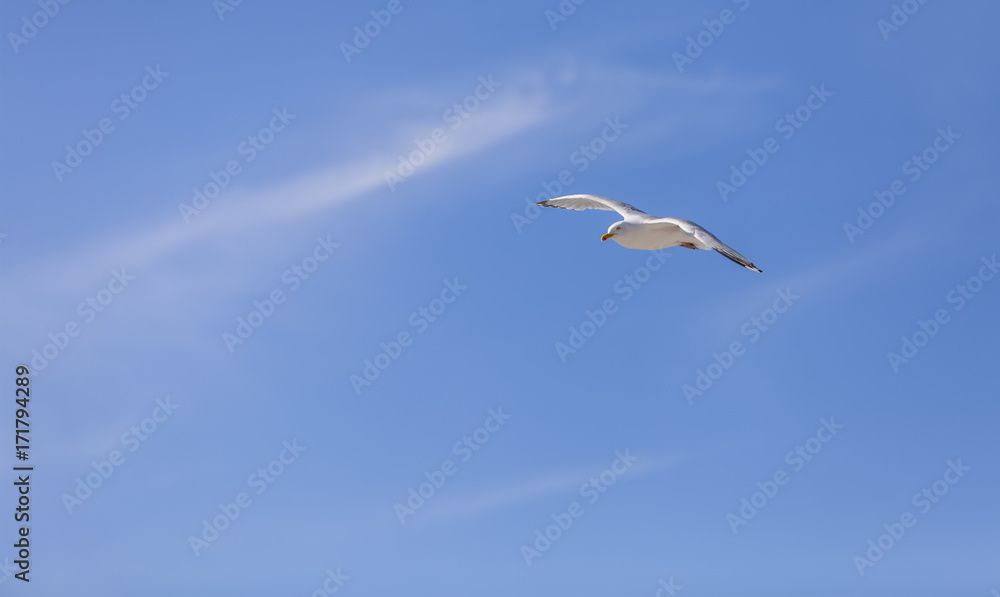 Obraz premium Seagull Flying