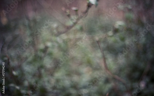 blurred green brown wooded background