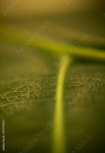 lead macro close-up