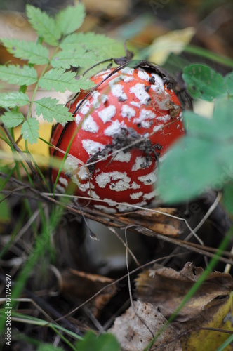 Red Amanita, Poisonous Organism, close up shot photo