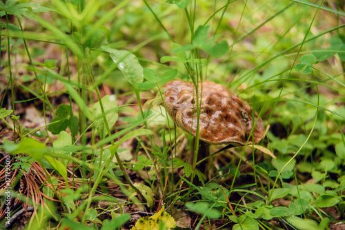 Edible mushrooms growing in the forest