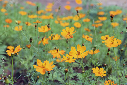 Yellow flowers field © Jaboticaba Images