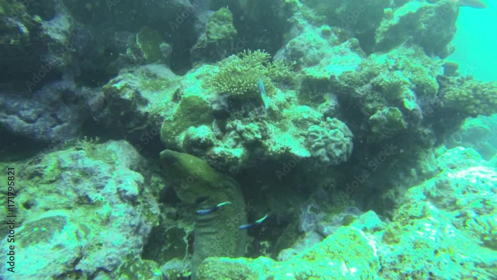 Moray eel snaps at tropical fish, POV Moray eel snaps at tropical fish, POV