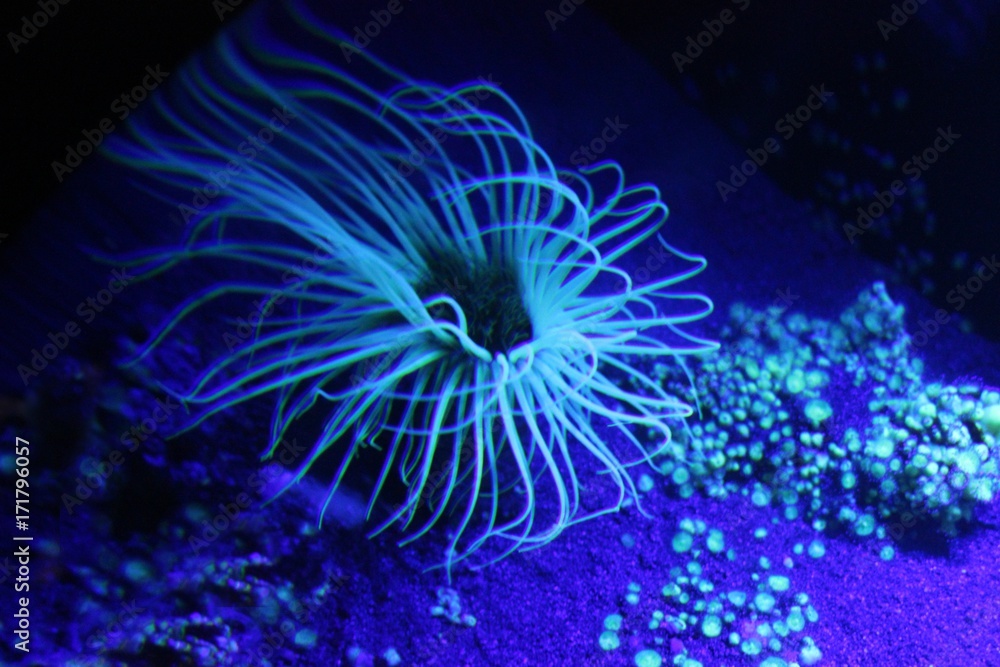 Obraz premium Anémone bleue