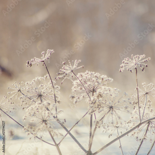 abstract background from a grass covered with hoarfrost © malykalexa777