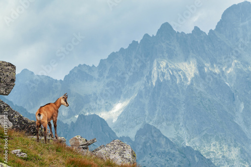 Tatra chamois in Hight Tatras © Stramyk Igor