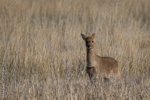 Fototapeta Naklejka Na Ścianę i Meble -  white tailed doe deer in open field with brown reeds 