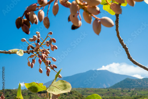 Closeup view of a pistachio bunch on tree during harvest time in Bronte, Sicily, and Mount Etna in the distance photo