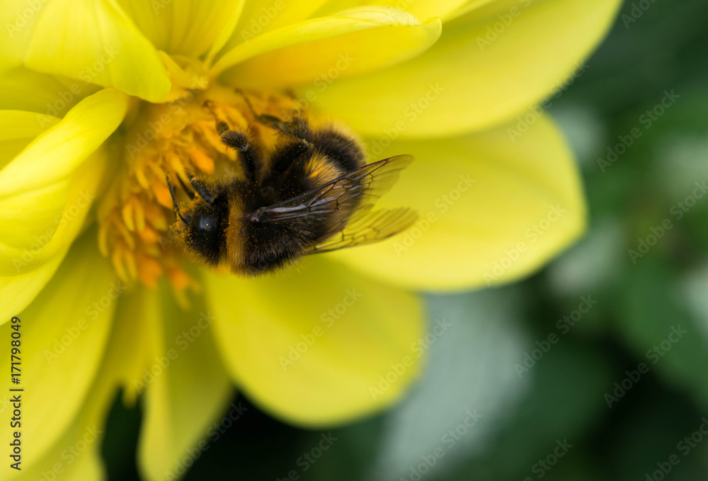 bee collecting nectar on beautiful flowers. bee collecting nectar on beautiful flowers.
