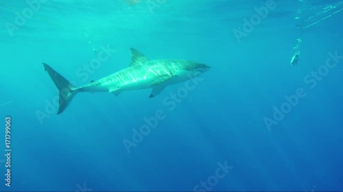 Wallpaper Mural Scuba divers watch great white sharks grab bait, POV Torontodigital.ca