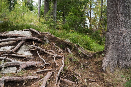 Tree roots on the stone. Slovakia