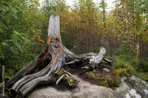 Tree roots on the stone. Slovakia