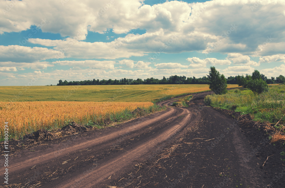 Fototapeta premium Sunny summer landscape with ground countryside road.Wheat field.Tula region,Russia.Nice day.