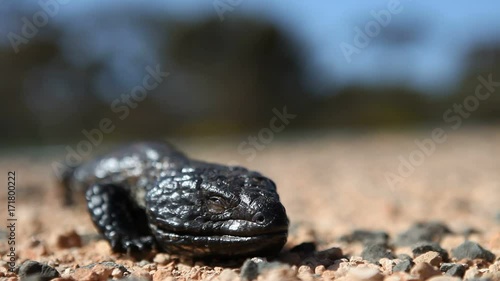 Stumpytail or Shingleback lizard in Australia  photo