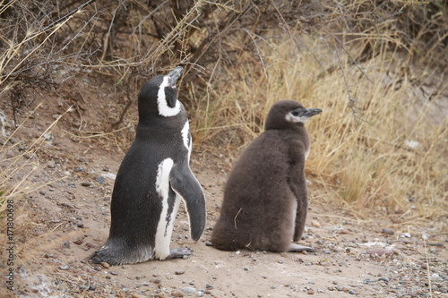 Pinguins photo