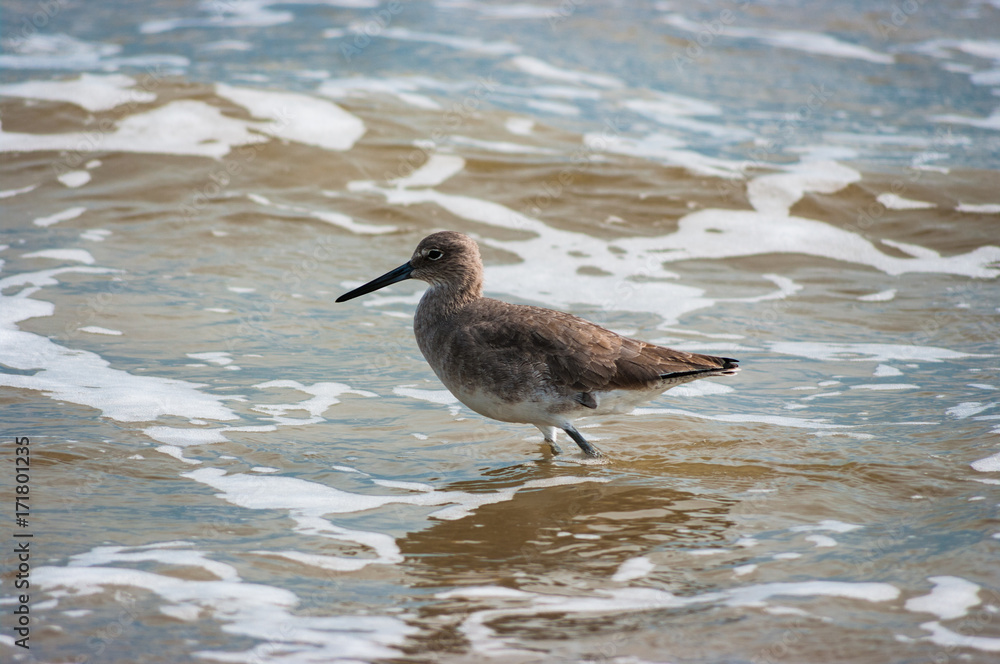 Willet in the Surf Willet in the Surf