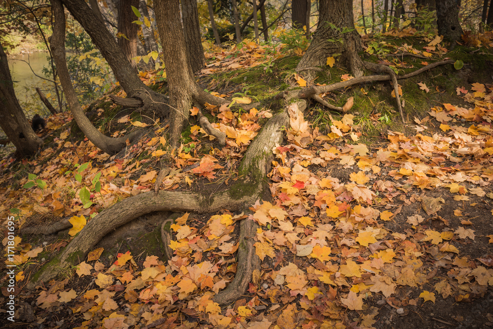 Fallen autumn leaves Fallen autumn leaves