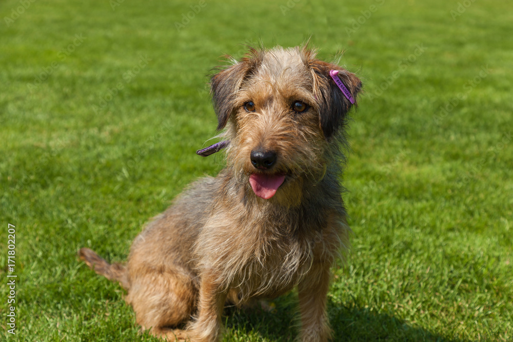funny hairy dog, mixed spaniel dogs spaniel funny hairy dog, mixed spaniel dogs spaniel