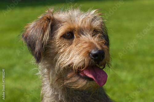 funny hairy dog, mixed spaniel dogs spaniel