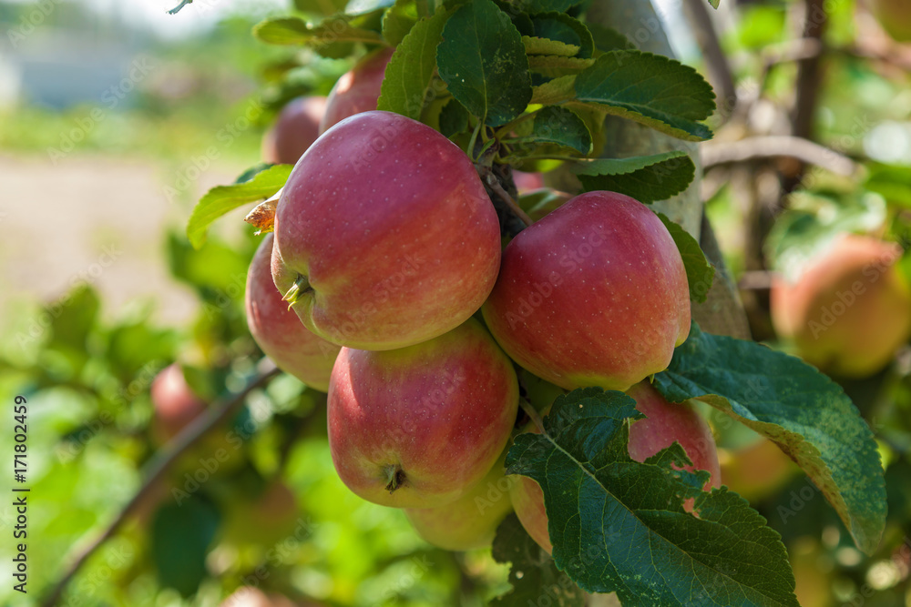ripe apples on a branch,ripe apples hanging on a branch at orchard ripe apples on a branch,ripe apples hanging on a branch at orchard