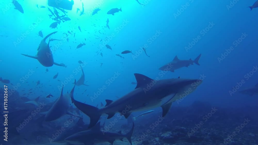Group of sharks on ocean floor, POV Group of sharks on ocean floor, POV