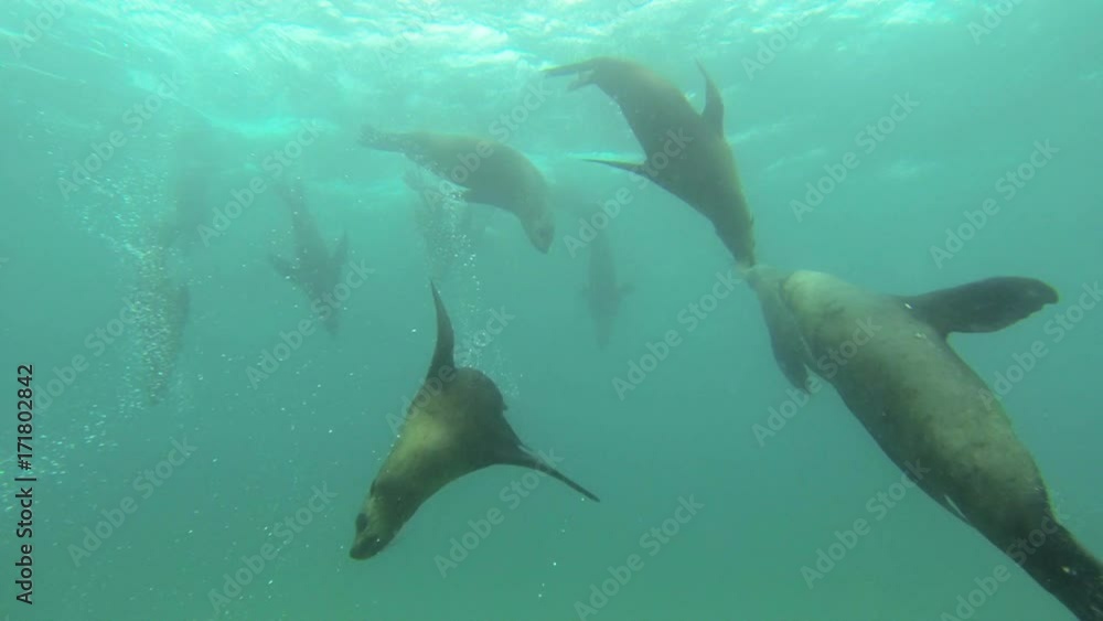 Seals in Port Phillip Bay Australia Seals in Port Phillip Bay Australia