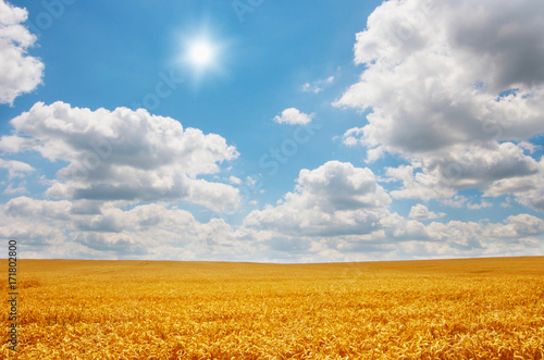 Golden wheat field under sunny blue sky