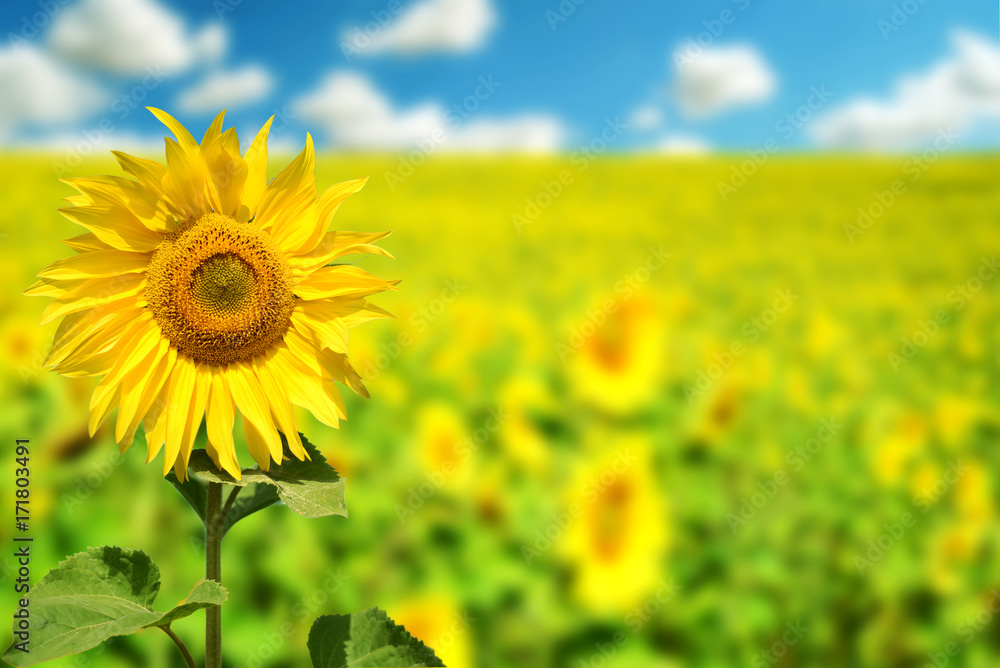 Fototapeta premium Field of Yellow Sunflowers in Summer