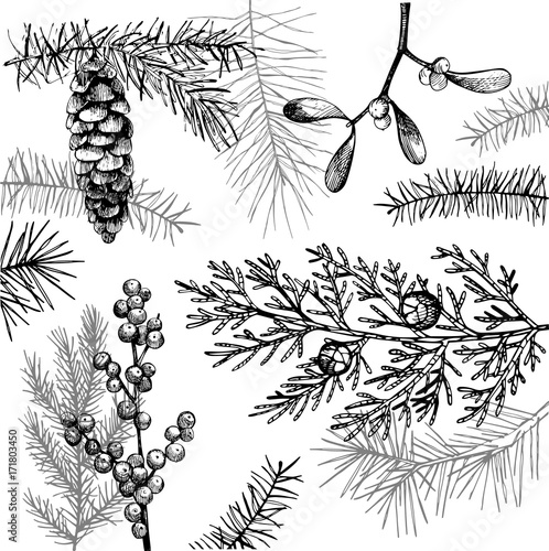 Vector background  with hand drawn Christmas plants.