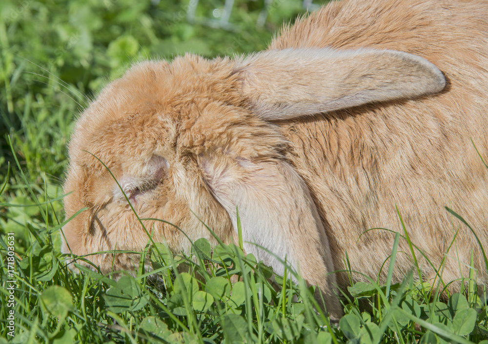 Fototapeta premium ill rabbit with myxomatosis - veterinary problem