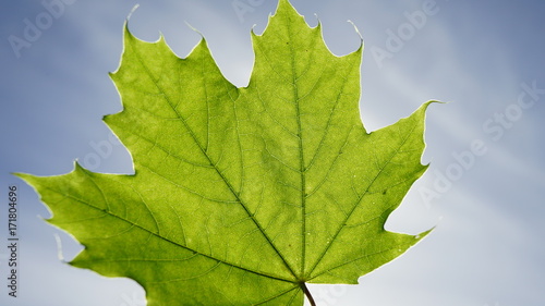 Green maple leaf. photo
