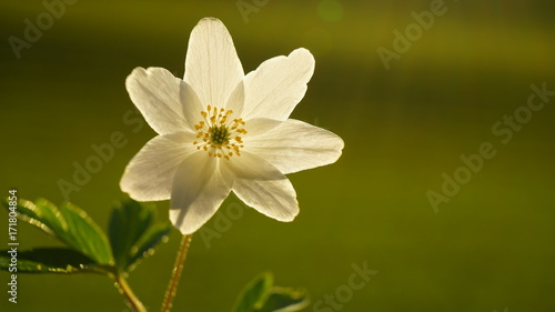 White flower adonis. Spring forest.