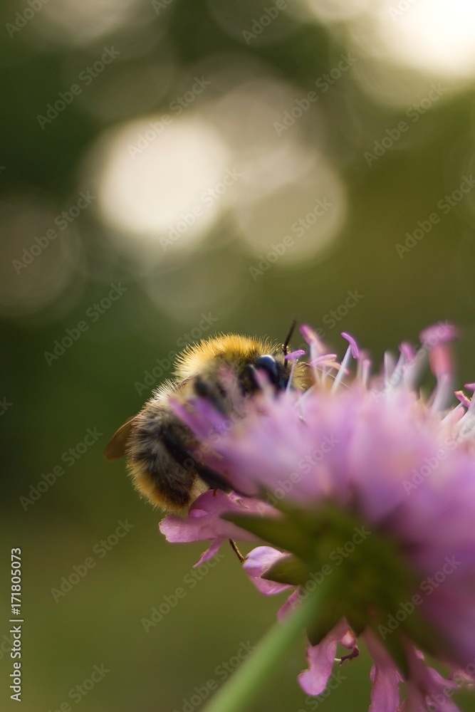 Bumble bee on autumn flower. Bumble bee on autumn flower.