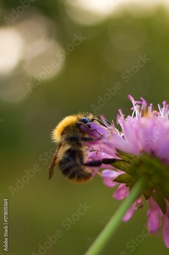 Bumble bee on autumn flower.