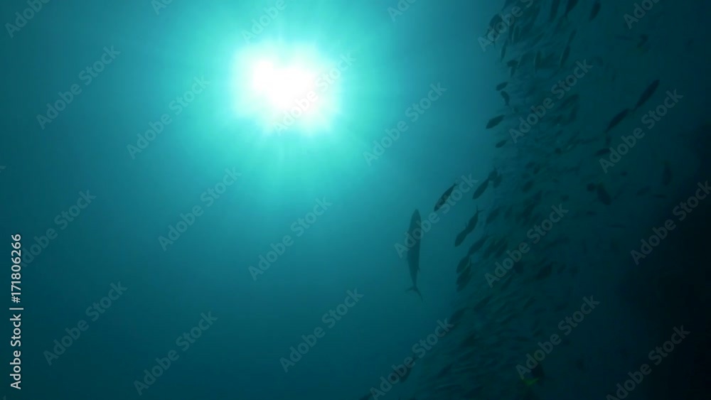 Fish school in open ocean, POV Fish school in open ocean, POV
